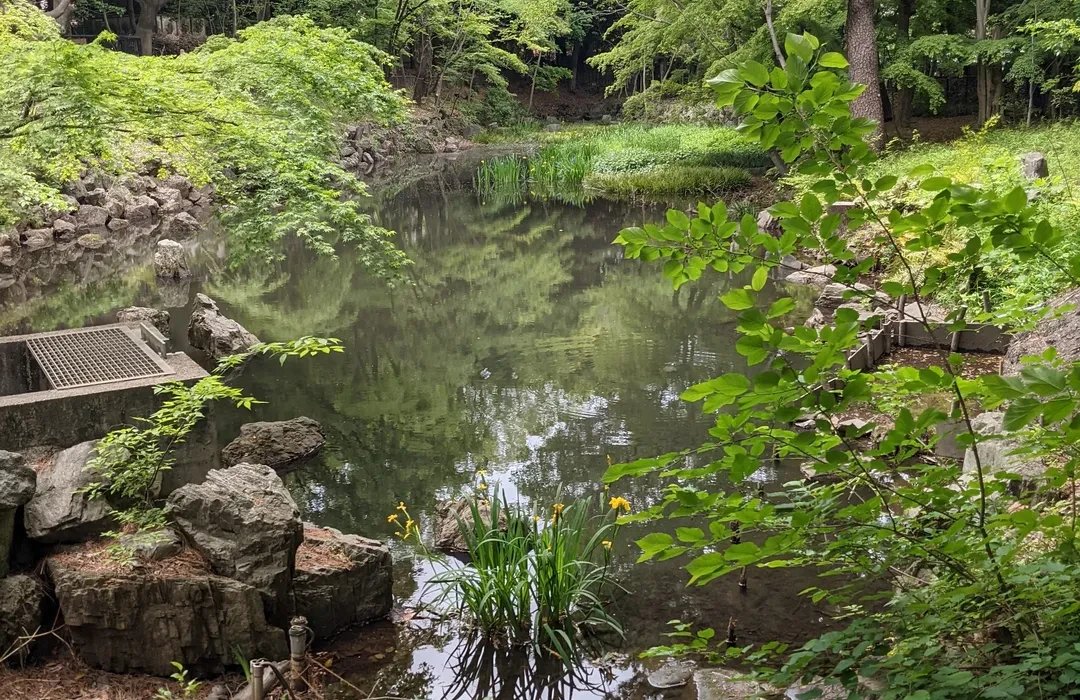 🌳 메구로 구립 코마바노 공원 이미지 8